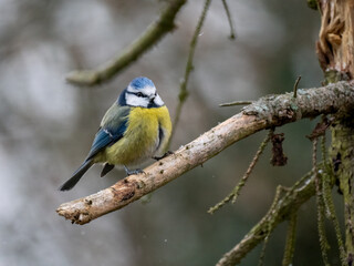 Blaumeise (Cyanistes caeruleu)