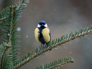 Kohlmeise (Parus major)
