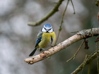 Blaumeise (Cyanistes caeruleu)