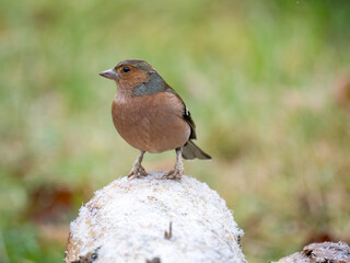 Buchfink (Fringilla coelebs)