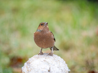 Buchfink (Fringilla coelebs)