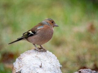 Buchfink (Fringilla coelebs)
