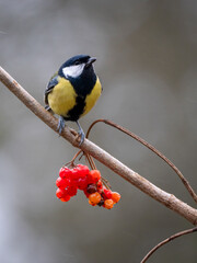 Kohlmeise (Parus major)