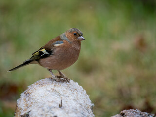 Buchfink (Fringilla coelebs)