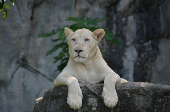 White lion resting on a rock, with its front legs stretched out in front and rocky surfaces in the background