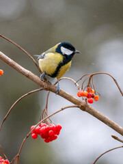 Kohlmeise (Parus major)