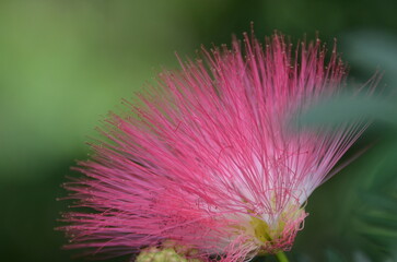 Close-up shot of pink flower surrounded by lush green foliage, the flower like a fluffy brush