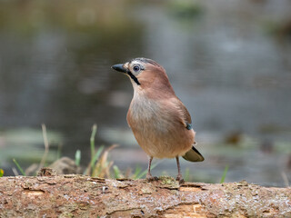 Eichelhäher (Garrulus glandarius)   