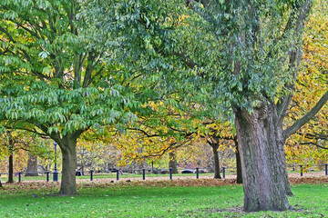 Londra, Autunno e foliage ad Hide Park - Regno Unito	