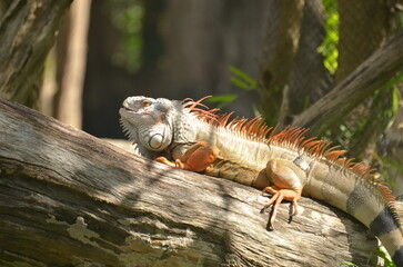 Iguana resting on wooden log, prominent spikes along its spine, and is basking in the sunlight