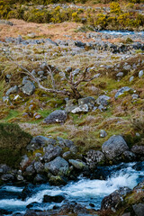 A clear stream meanders through a rocky landscape covered in vibrant grasses. A solitary, gnarled tree stands among the stones, adding charm to the tranquil setting.