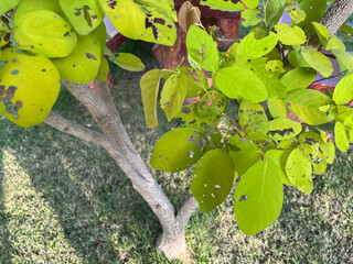 Leaves With Holes, Pest-Damaged On Green Leaves Of Tree In The Garden At Mukdahan, Thailand. 08 Nov 2024. A.M.