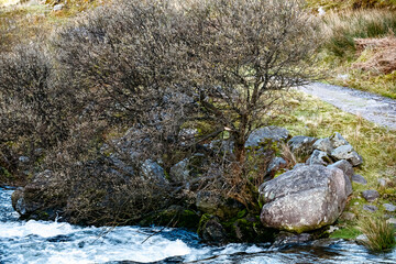 Fast-flowing stream cascades over moss-covered rocks. Bare branches of a bush overhang the water. Rocky, grassy hillside forms a backdrop.