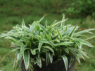From a close distance, the ornamental plant Chlorophytum comosum or lily paris is planted in a container