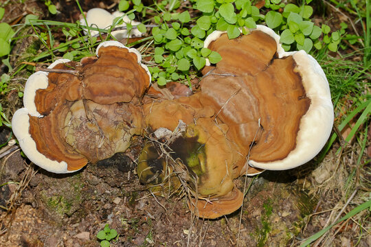 Pilz Flacher Lackporling, Ganoderma applanatum