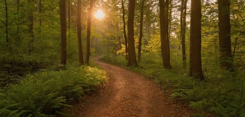 Fototapeta premium A serene forest path, bathed in the soft glow of the setting sun