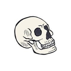 Hand drawn sketchy human skull isolated on white background. Doodle skeleton head tattoo design