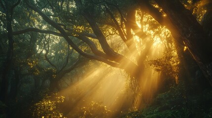 Fototapeta premium Golden Sunlight Filtering Through a Lush Forest with Thick Trees and Vibrant Foliage