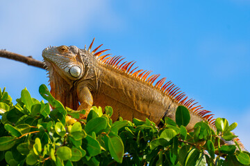 Saint Martin - January 29 2024 - Iguana on a tree in Saint Martin