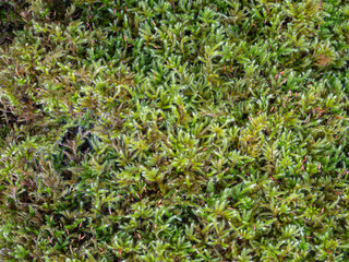 Closeup view of homalothecium sericeum aka silky wall feather moss with spores - fresh green textured natural background