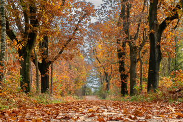 Obraz premium Landscape in full autumn colors with a forest path with fallen leaves at the Leersumse Veld on the Utrechtse Heuvelrug