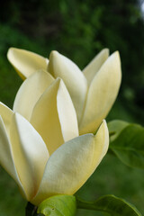 Obraz premium Close-up of a yellow magnolia flower in bloom. Close up. 2024. Vertical photo