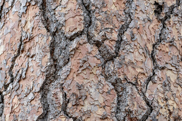 San Gabriel Mountains, Los Angeles County, California. Angeles National Forest / San Gabriel Mountains National Monument. Mount Wilson.  Pinus ponderosa,ponderosa pine, bull pine, blackjack pine