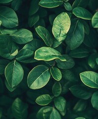 Fototapeta premium Close Up of Vibrant Green Leaves with Natural Texture Details : Generative AI