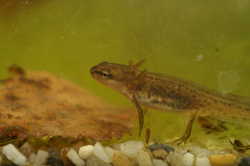 Closeup on the larvae of the European smooth newt, Lissotriton vulgaris