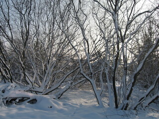 Winter landscape with snow covered trees at dusk