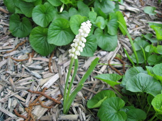 Unique white flower blooming in a lush garden
