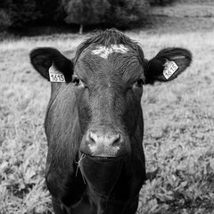 black and white cow in field