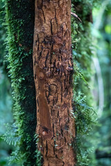 tree trunk with moss
