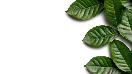 Obraz premium Green Leaves Border: A vibrant border of green leaves arranged on a white background, creating a natural and organic frame for your text or design. 