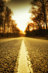 Route de forêt en bitume au ras du sol