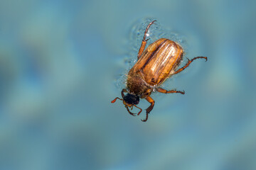 Hanneton aux reflets mordorés se noyant dans l'eau