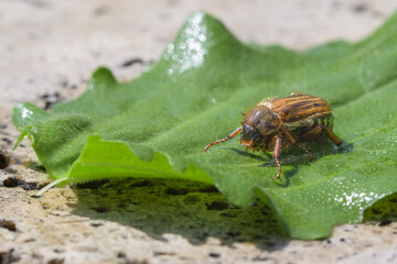 Hanneton aux reflets mordorés sur une feuille verte