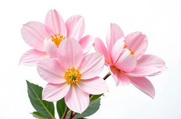 Obraz premium Soft pink flowers on a monochromatic beige background, Valentine's Day, International Women's Day.
