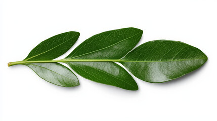 Fototapeta premium Serene Sprig: A vibrant, lush green leaf, elegantly composed, embodies nature's tranquility and growth. Perfect for eco-friendly designs and botanical illustrations. 