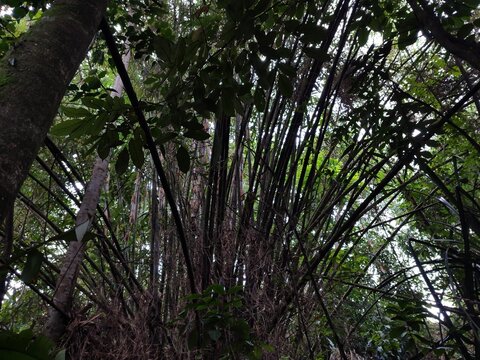 lush bamboo trees in the forest