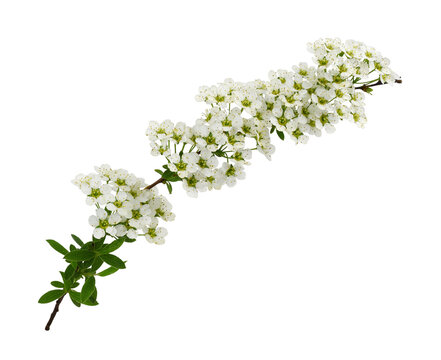 Fototapeta Spring twig of spiraea flowers and leaves isolated on white or transparent background