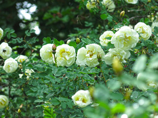 white fragrant rosehip blooms in summer