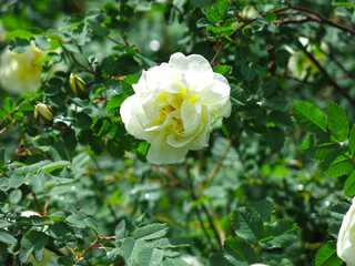 white fragrant rosehip blooms in summer