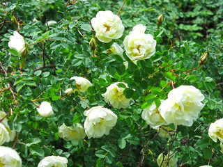 white fragrant rosehip blooms in summer