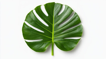 Tropical Leaf: A lush, vibrant Monstera leaf, with its signature holes and intricate veins, stands out against a clean, minimalist backdrop. The perfect symbol of nature's beauty and sophistication. 