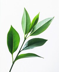 Vibrant Green Leaves on White Background Highlighting Natural Minimalism : Generative AI