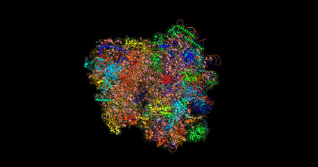 Architecture of the Eukaryotic Ribosome: 80S Structure from Yeast/ Saccharomyces cerevisiae, 3D Molecule Electrostatic Surface, 4K