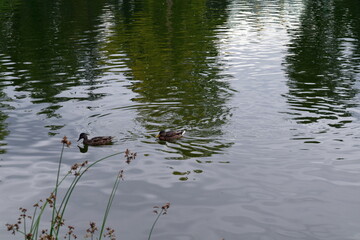 Ducks on the lake. Pond in Gorky Central Park of Culture and Leisure, Moscow. Is a central park in Moscow, named after Maxim Gorky. 