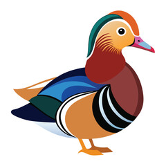 mandarin duck vector illustration