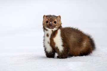 Rock marten in winter habitat.